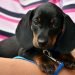 5 Best Dog Food For Dachshunds Reviews