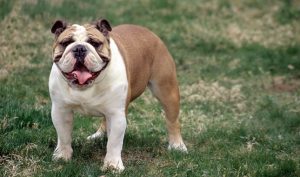 5 Best Dog Food For French Bulldogs Reviews
