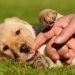 5 Best Puppy Teething Toy Reviews