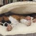 5 Best Covered Dog Bed Reviews