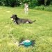 5 Best Dog Tie Out Reviews