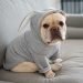 French Bulldog Breed Information All You Need To Know