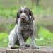 German Shorthaired Pointer Breed Information All You Need To Know