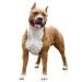 American Staffordshire Terrier Breed Information – All You Need To Know
