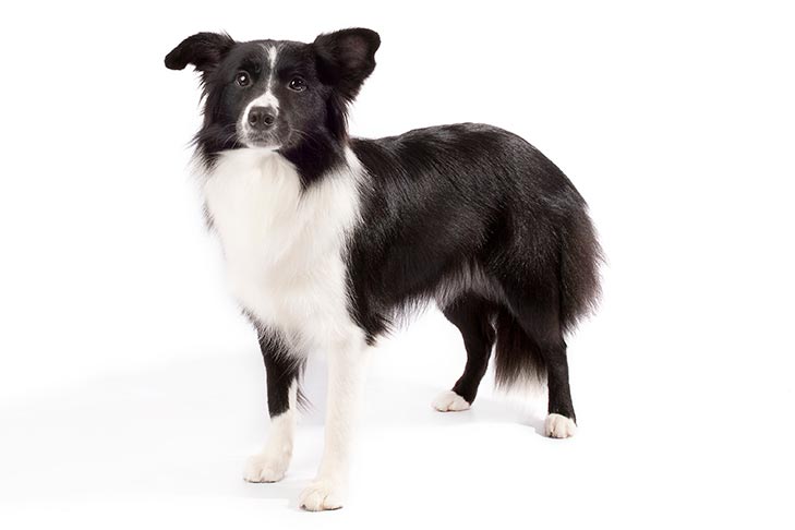 Border Collie Dog Breed Information All You Need To Know