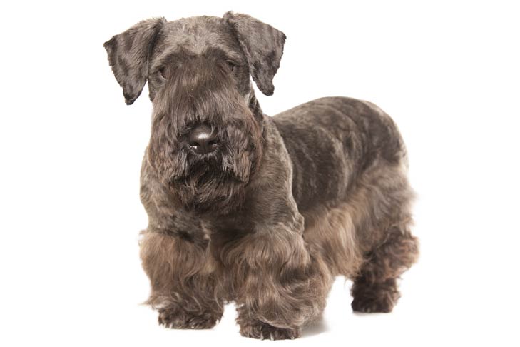 Cesky Terrier Breed Information – All You Need To Know