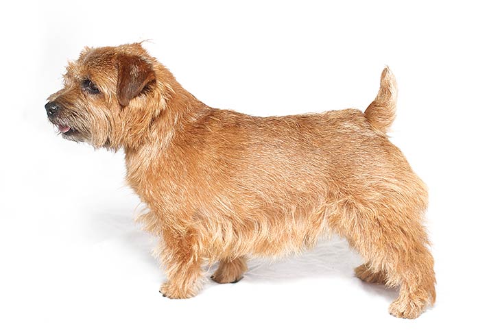 Norfolk Terrier Dog Breed Information All You Need To Know