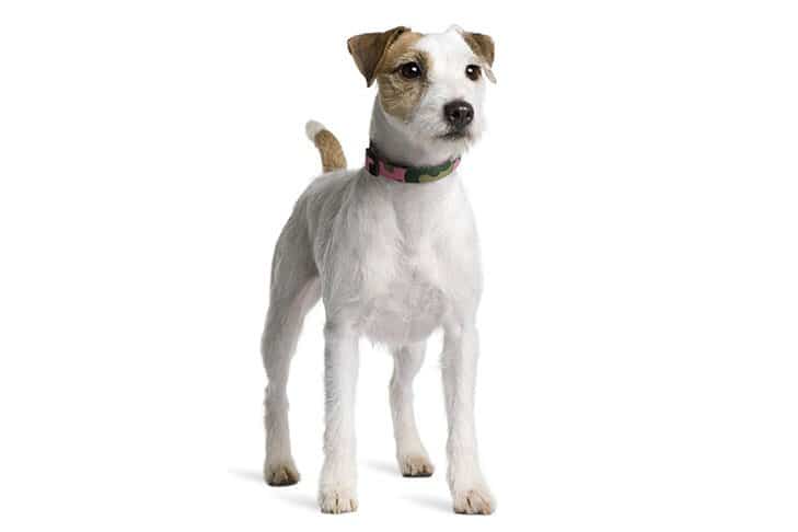 Parson Russell Terrier Dog Breed Information All You Need To Know