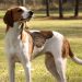 Treeing Walker Coonhound Dog Breed Information All You Need To Know