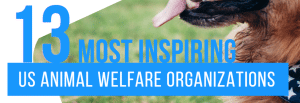 Us Animal Welfare Organizations