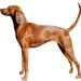 Redbone Coonhound Dog Breed Information – All You Need To Know