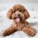 Best Dog Conditioner Reviews