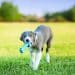 Best Puppy Dog Bone Reviews