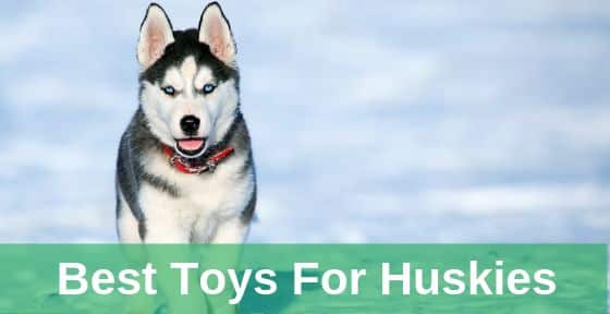Best Toys For Huskies