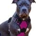 Roll Over Image To Zoom In Eagloo Dog Harness No Pull