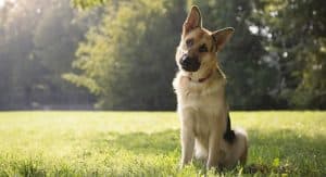 Shampoo For German Shepherd