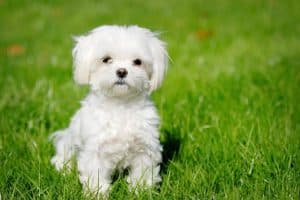 Shampoo For Maltese