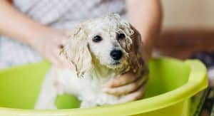 Shampoo For Poodles