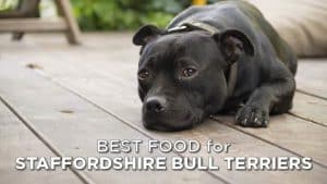 Best Food For Staffordshire Bull Terrier 02