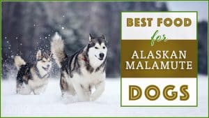 Best Malamute Dog Food