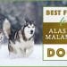 Best Malamute Dog Food