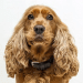 5 Best Dog Beds For Cocker Spaniels