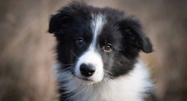 5 Best Dog Foods For Border Collies