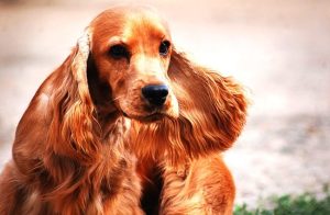 5 Best Dog Foods For Cocker Spaniels (reviews Updated 2020)
