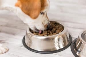 5 Best Dog Foods With Fish