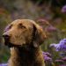 5 Best Dog Shampoos For Chesapeake Bay Retrievers
