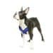 Bingpet Soft Mesh Dog Harness P