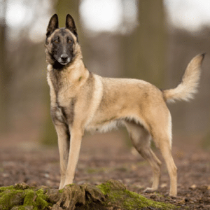 Best Dog Brushes for Belgian Malinois