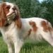 Best Dog Brushes For Cavalier King Charles Spaniels