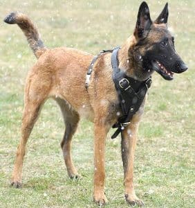 Best Dog Collar For Belgian Malinois