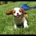 Best Dog Crates For Cavalier King Charles Spaniels