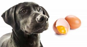 Best Dog Food With Egg