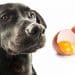 Best Dog Food With Egg