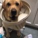 Best Dog Proof Trash Cans