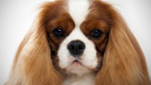 Best Dog Shampoos For Cavalier King Charles Spaniels