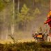 Best Dog Vests For Hunting
