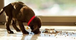Best Food For Diabetic Dogs