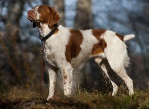 Best Puppy Foods For Brittanys