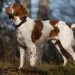 Best Puppy Foods For Brittanys