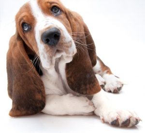 Dog Brush For Basset Hounds