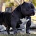 Dog Brush For Pitbulls