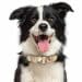 Dog Collar For Border Collies