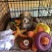 Dog Crate For Havanese