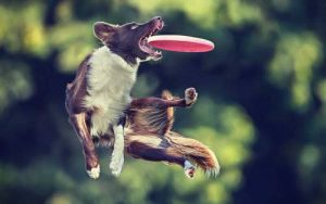 Dog Frisbee