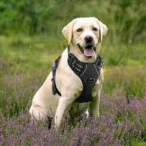 Dog Harness For Labrador Retrievers