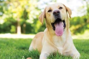 Dog Shampoo For Labrador Retrievers